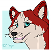 ∴Dingo∴