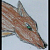 Aleera