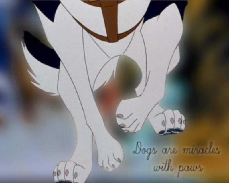 Miracles With Paws