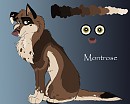 Montrose- Redesign