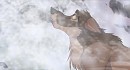 Your move, wolf dog. 
