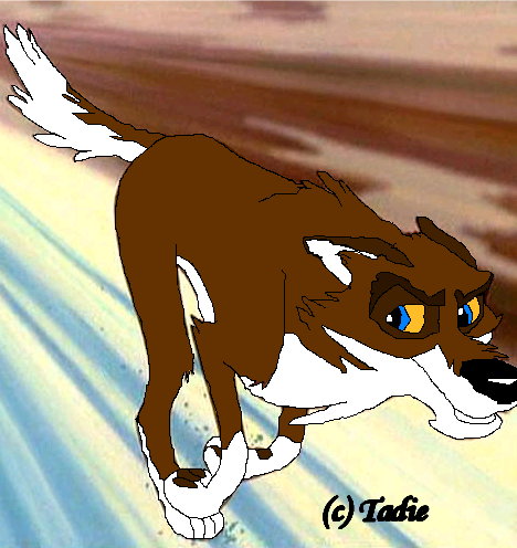 Helping out Kevin the Grey Wolf (1)