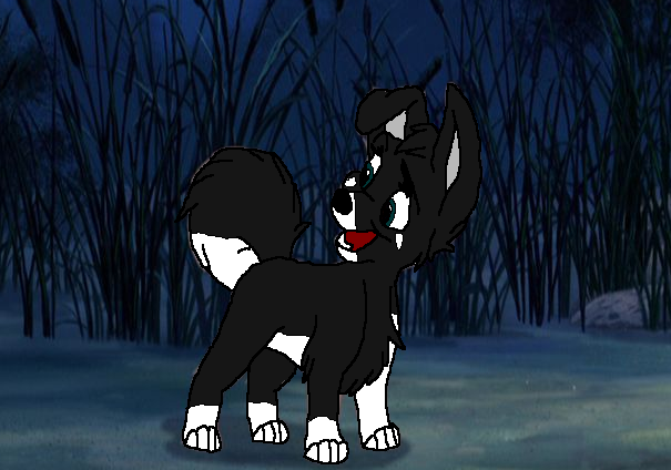 Kamera- Trade with Sora_Kaji
