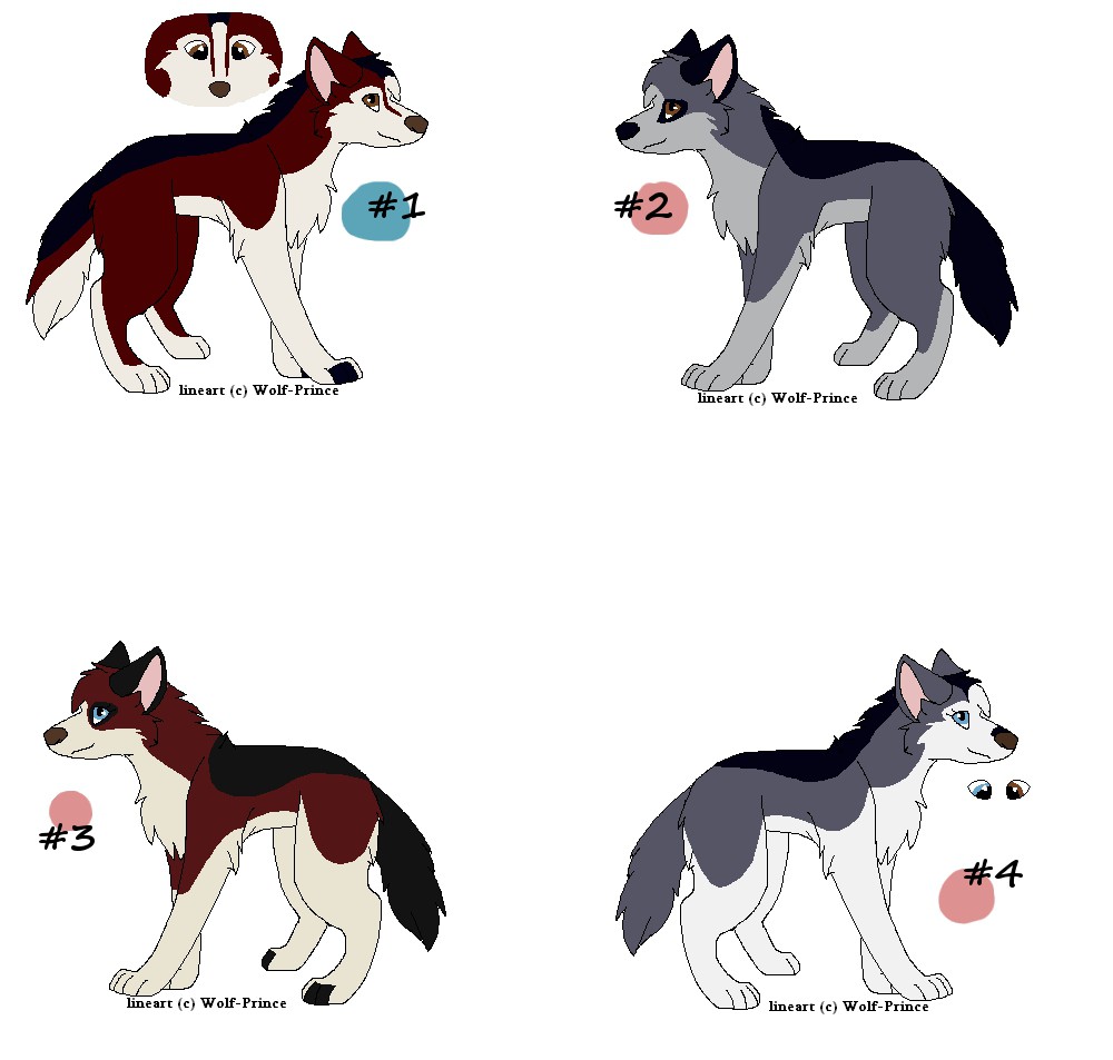 Tien X Dingo Fan pups