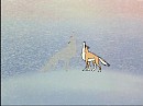 aleu howls with the white wolf
