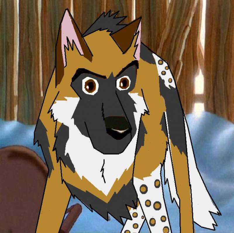 Dingo