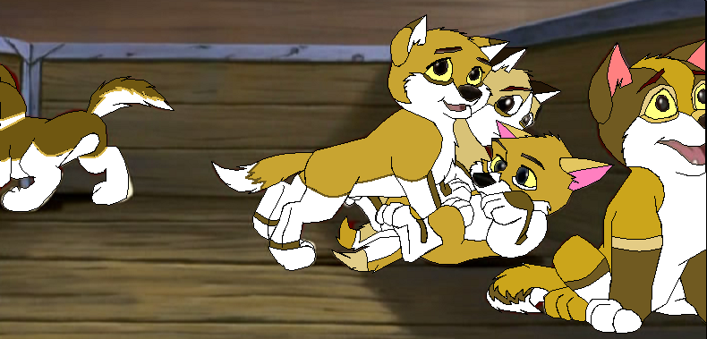 Teh Puppies! 
