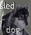 Sled Dog 2