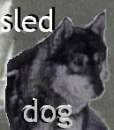 Sled Dog 2