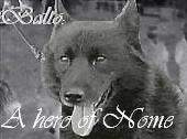 A Hero of Nome (sled dog 4)