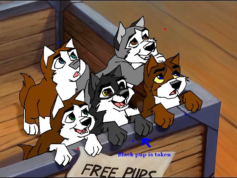 wolf pups for Adoption