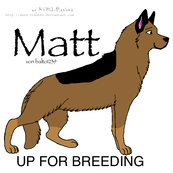 Up for Breeding!! Bring approved female dogs!
