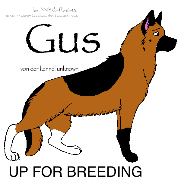 Up for Breeding!  Bring approved female dogs!