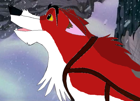 Hans--> Master Sled Dog