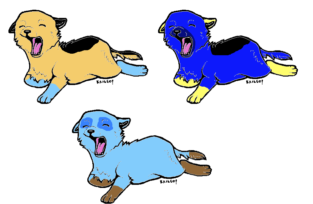 The 3 new puppies