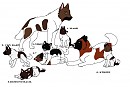 Akita Adouptables