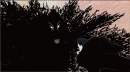 Shadow wolf?