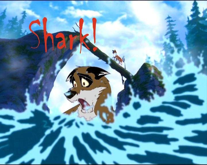 Shark 
