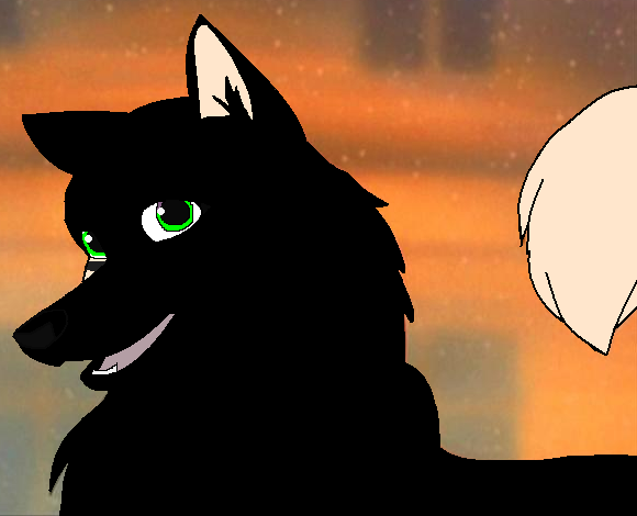 Beauty i adopted her from Blackhusky