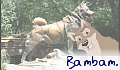 bambam.