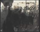 Real Balto