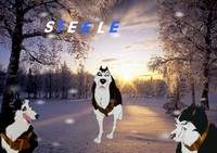 Steele siggie