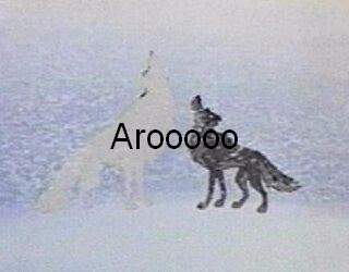 Balto howling