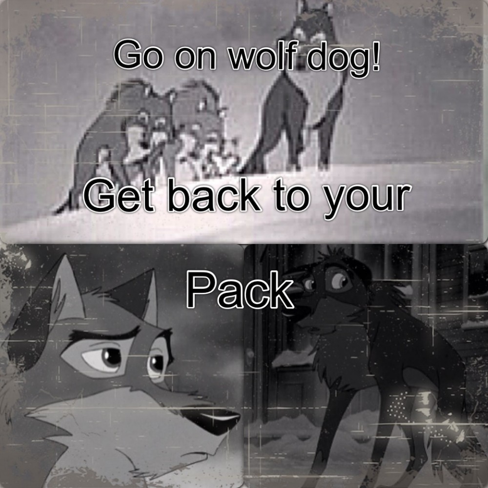 Get out of here wolf dog