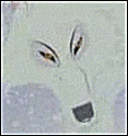 The White Wolf