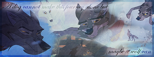Perhaps A Wolf Can