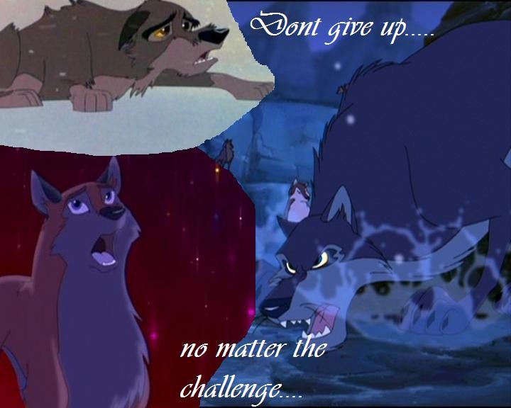 never give .....