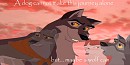 maybe a wolf can