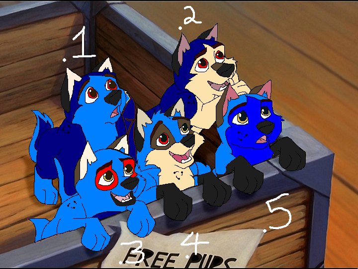 Daimond and Aurora's pups for adoption