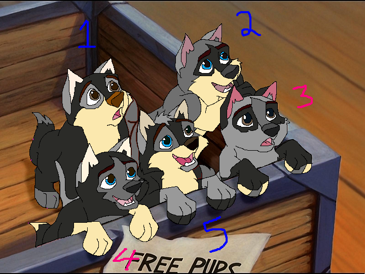 Storm and Kiska's pups for adoption