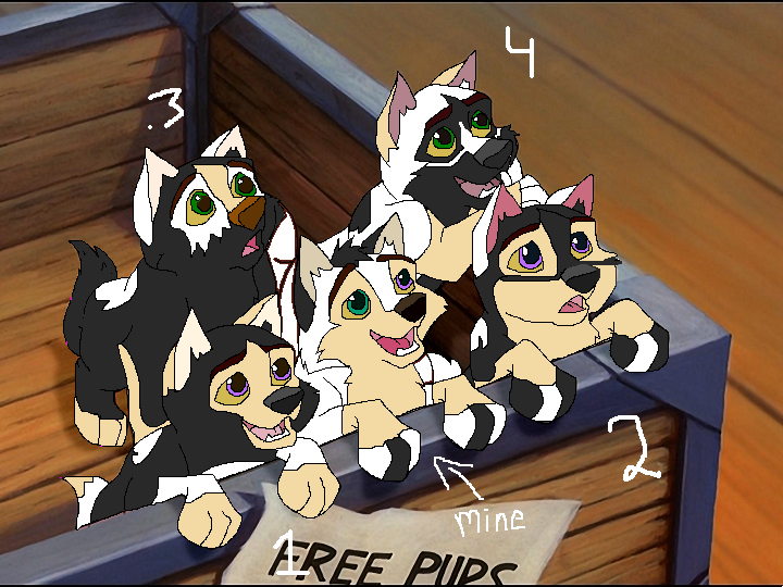 Aries and Eclipses Wolf pups For adoption.