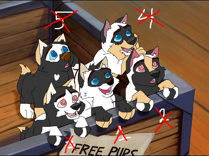 No pups left in this batch 