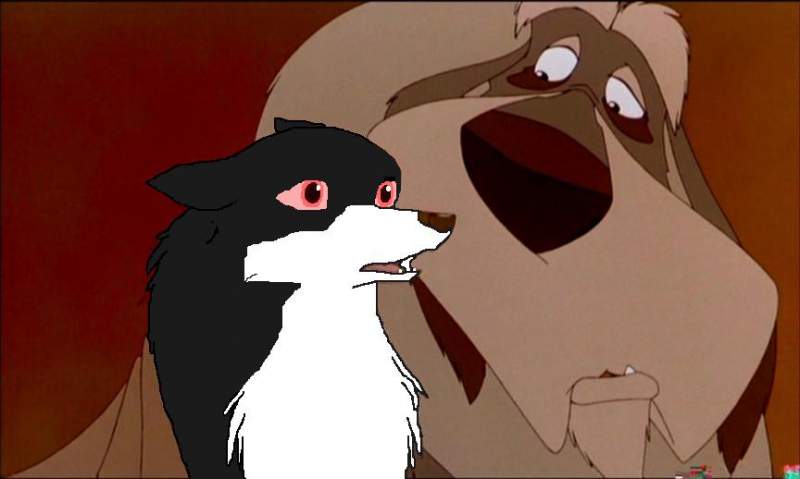 Maddie I adoted her from Iditarod