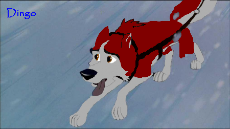 dingo