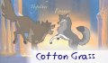 Cotton Grass