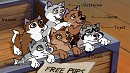 Adoptables