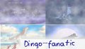 dingo_fanatic