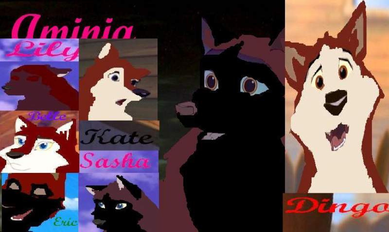 Dingo
