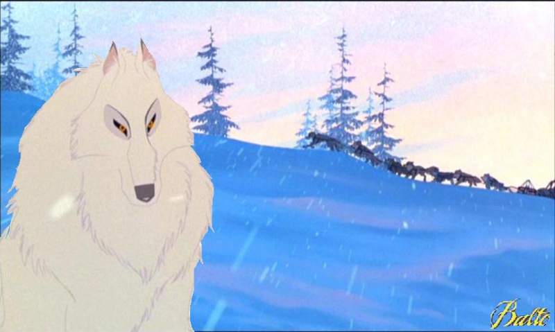 Agniu, balto attelage...