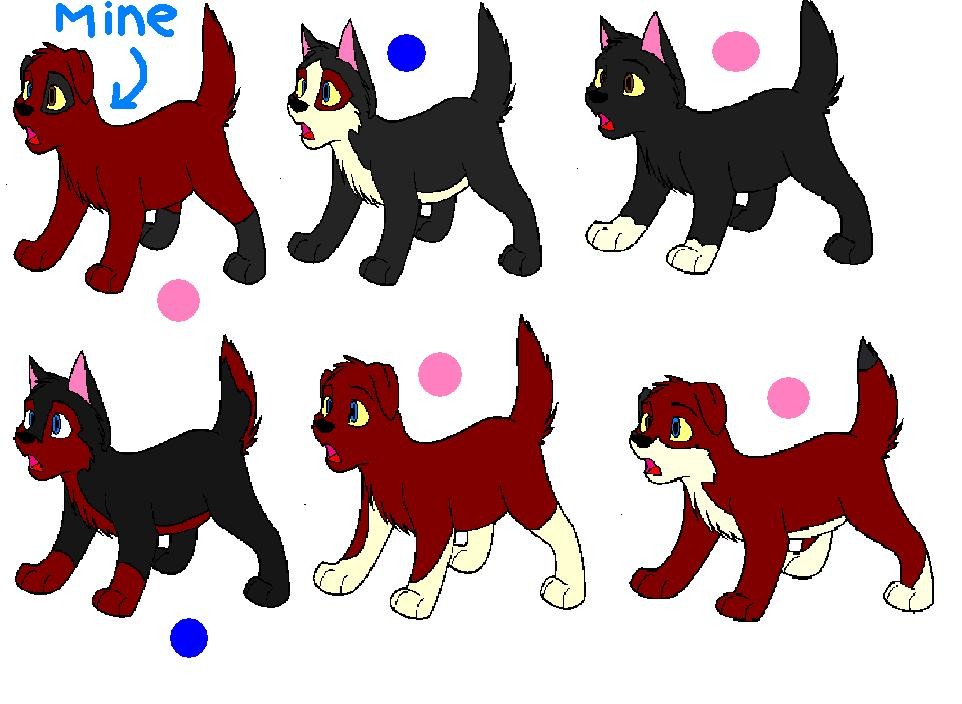 Adopt Sarah and Mike puppy