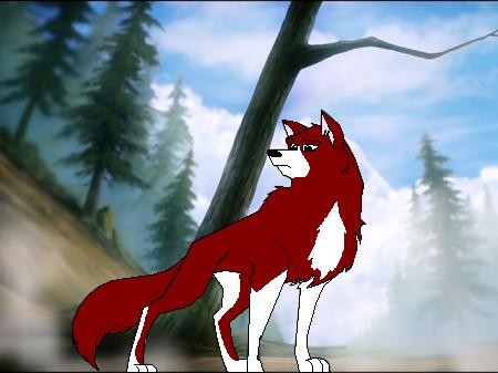 Wildrose the wolfdog