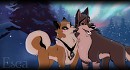 Kelpie X Dingo : the meeting part 3
