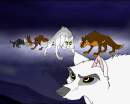 Wolves vs. Aranck