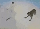 Howl (animation)