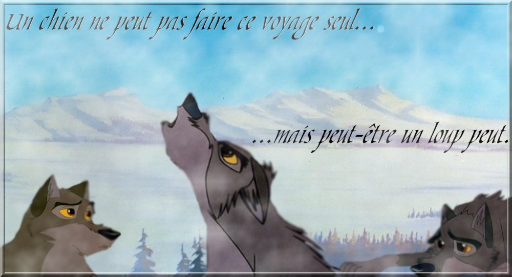 Chien|Loup 