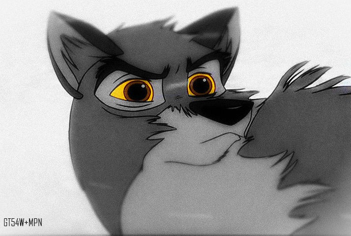 The eyes of a Wolf